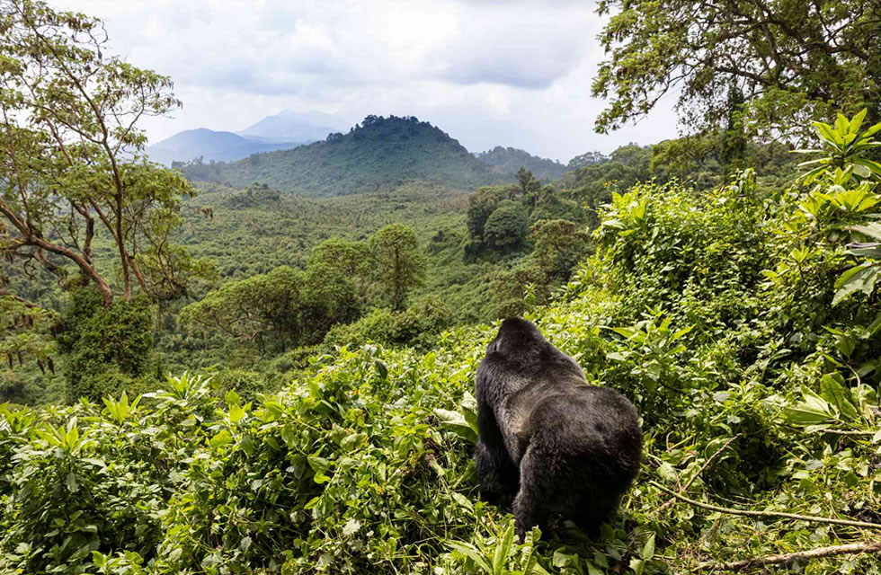 Visit Rwanda and Experience Mother Nature