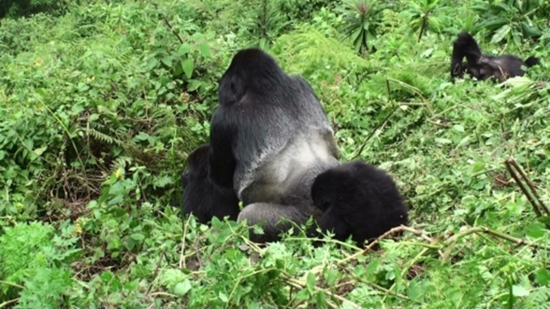 Why Rwanda Remains the Best Gorilla Safari Destination