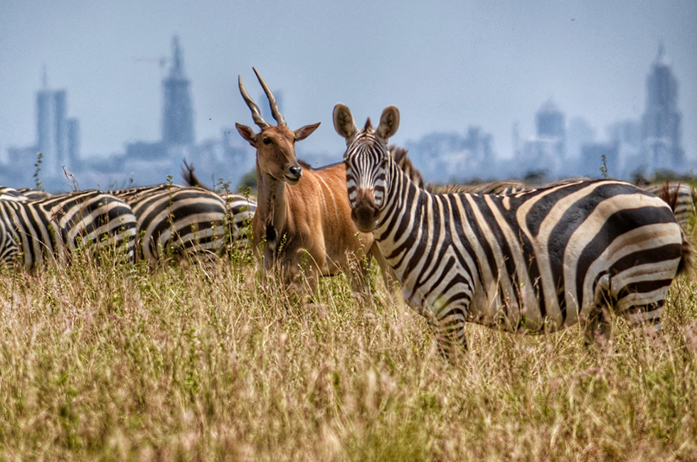 Nairobi National Park: A Green Oasis in the City