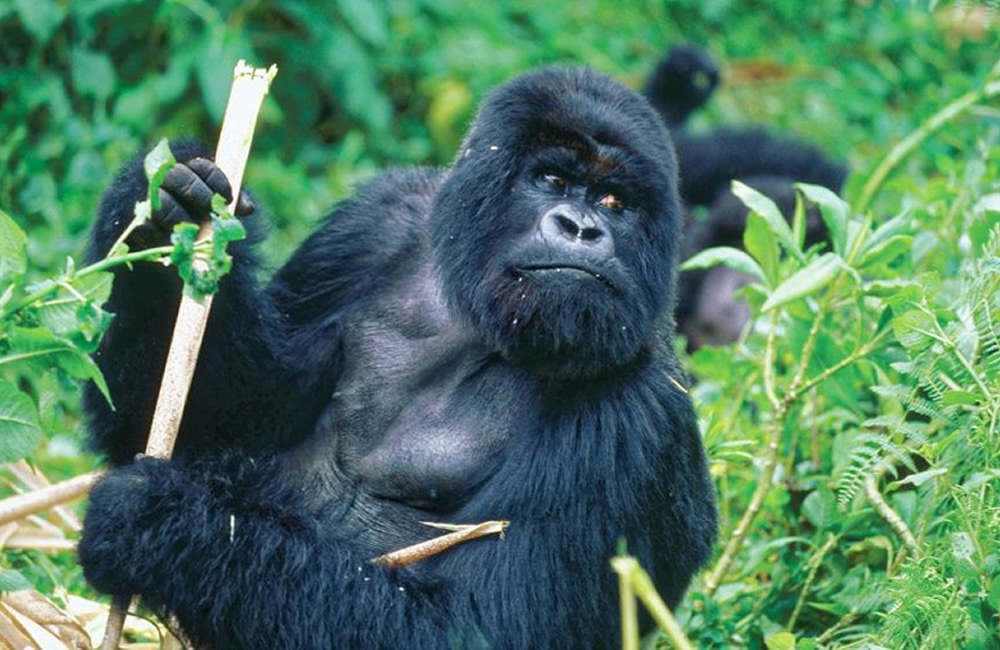 A Gorilla Trekking Expedition in Africa